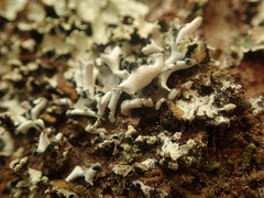 Erioderma sorediatum