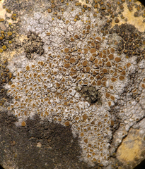 Caloplaca sideritis