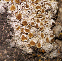 Caloplaca sideritis