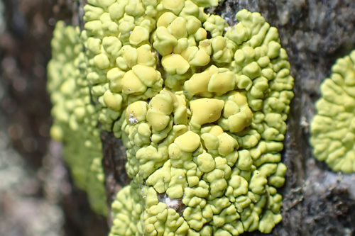 Chlorophanflechte