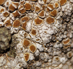 Caloplaca sideritis