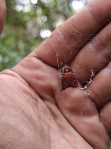 Micrathena ruschii