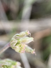 Lomatium nevadense