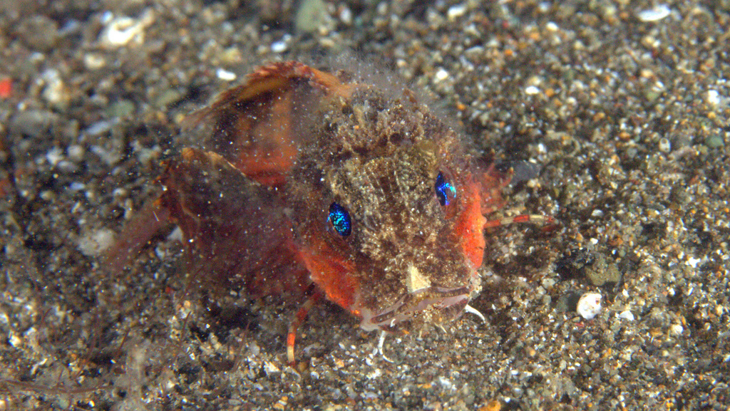 Striped Stingfish