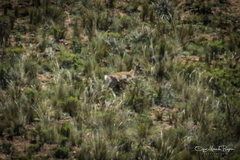 Hippocamelus antisensis