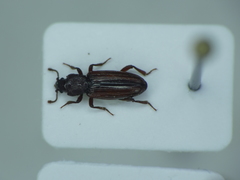 Bothrideres bipunctatus