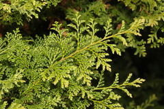 Chamaecyparis obtusa