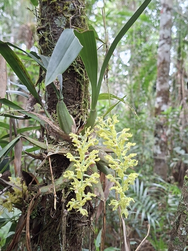 Gomesa planifolia
