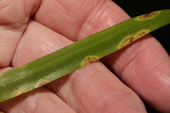 Uromyces hyacinthi
