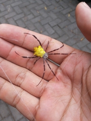 Argiope appensa
