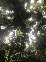 Licuala ramsayi