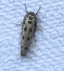 Ethmia sphaerosticha