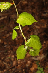 Tilia × europaea