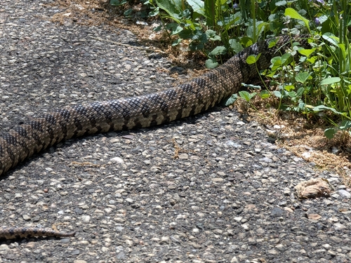 Western Foxsnake