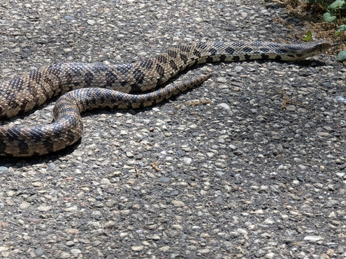 Western Foxsnake