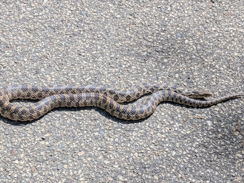 Western Foxsnake