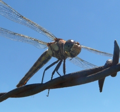 Libellula flavida