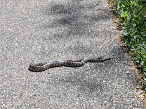 Western Foxsnake