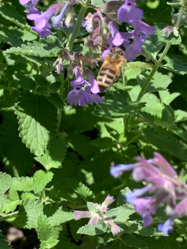 Bee
