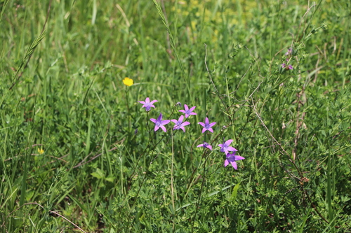 Spreading Bellflower