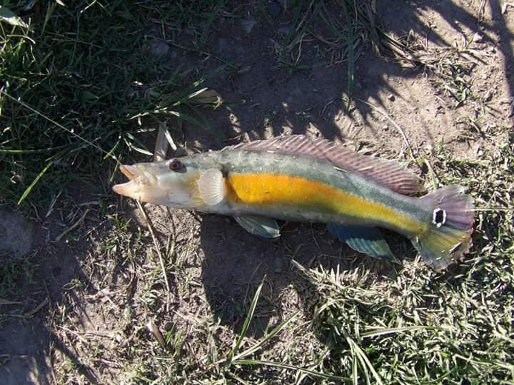 Striped pike cichlid (Crenicichla vittata) — Cichlidae