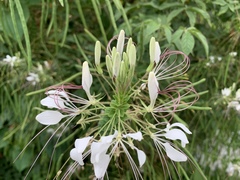 Cleome spinosa