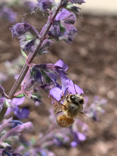 Bee
