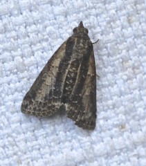 Lophoptera vittigera