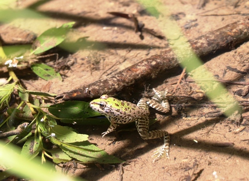Marsh Frog