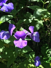 Achetaria azurea