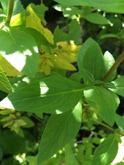 Achetaria azurea