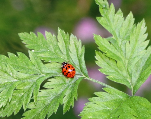 Asian Lady Beetle