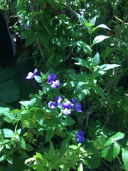 Achetaria azurea