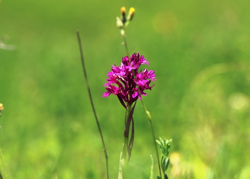 pyramidal orchid