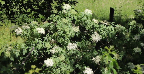 European black elderberry