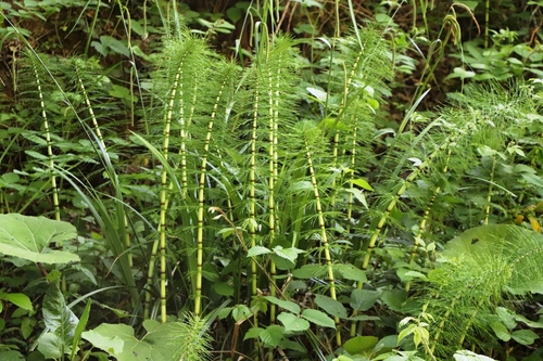 great horsetail