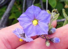 Solanum umbelliferum
