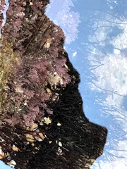 Ellisolandia elongata