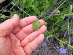 Solanum umbelliferum