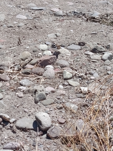 Killdeer