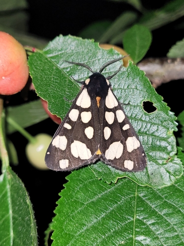 Cream-spot Tiger