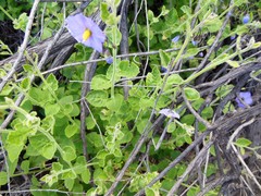Solanum umbelliferum