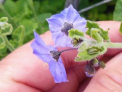 Solanum umbelliferum