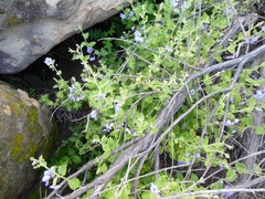Solanum umbelliferum