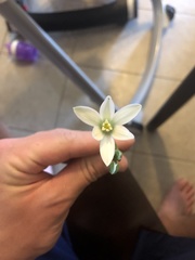 Ornithogalum umbellatum