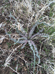 Nothocalais troximoides