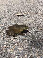 Lithobates catesbeianus