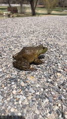 Lithobates catesbeianus