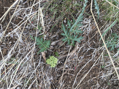 Lomatium dissectum