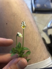Viola arvensis